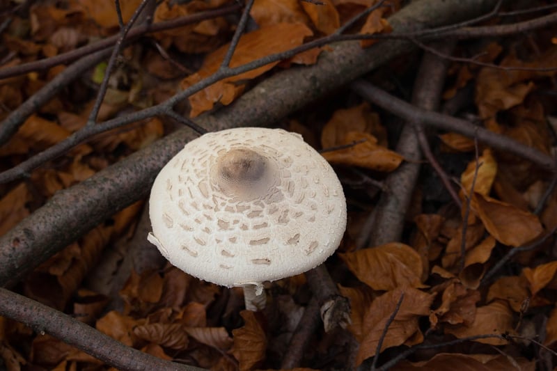 Edible Plants to Grow